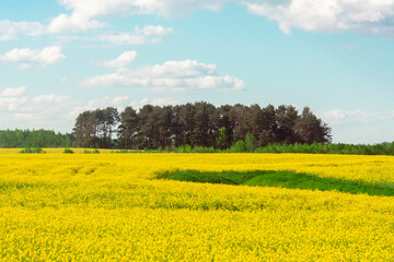 background of rape yellow field and blue sky