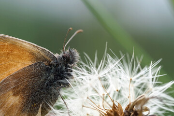 Obraz premium Kleines Wiesenvögelchen auf einer Pusteblume