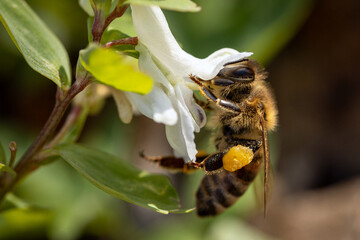 Bee on a spring flower collecting pollen and nectar