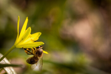 Bee on a spring flower collecting pollen and nectar
