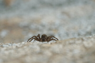 Nahansicht einer Wolfsspinne