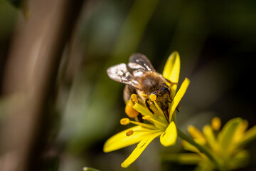 Bee on a spring flower collecting pollen and nectar