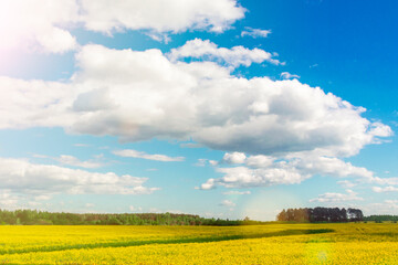 background of rape yellow field and blue sky