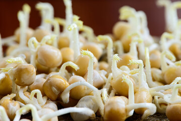 fresh micro greens seeds and white young pea sprouts with water drops healthy eating vegan diet