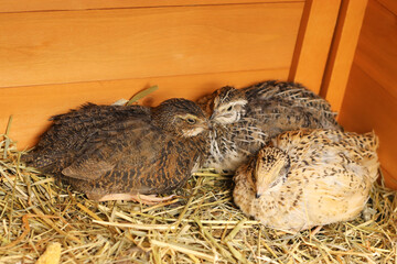 young quails cuddling together