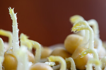fresh micro greens seeds and white young pea sprouts with water drops healthy eating vegan diet