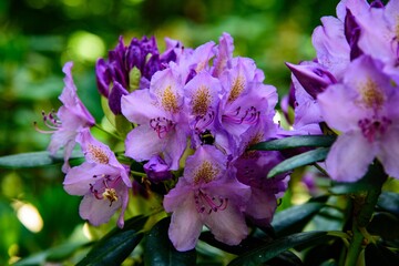 Rhododendron ponticum L., kwiat 