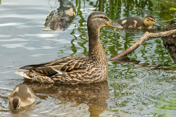a family of ducks swims and hunts on a forest lake
