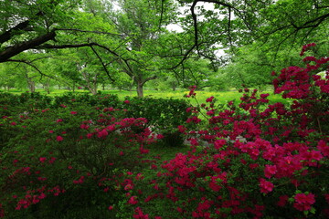 新緑の北上展勝地