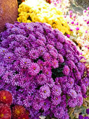 Colorful blooming chrysanthemum flowers in a garden