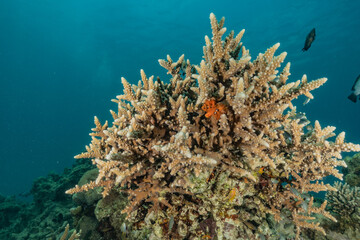 Naklejka na ściany i meble Coral reef and water plants in the Red Sea, Eilat Israel 