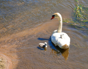 Quand les cygnes jouent a cache cache 
