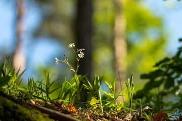 spring in the forest. Stellaria graminea 