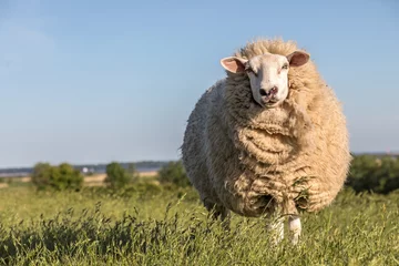 Türaufkleber Wool_Sheep © Kara