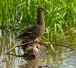 a family of ducks swims and hunts on a forest lake