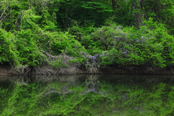 新緑の沼