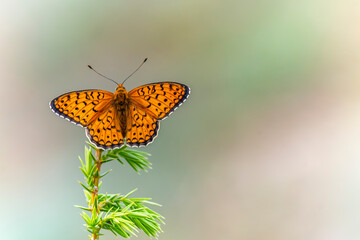 beautiful butterfly & young green pine with the blured green background in the garden.