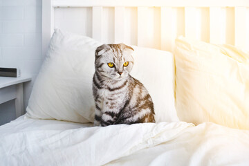 Scottish fold cat sit on white bed in sunlight. Beautiful resting gray striped household pet with yellow eyes. Bright cozy home scandinavian sunshine bedroom interior. Morning relax concept.
