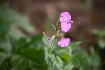 Pink Wild flower in the field