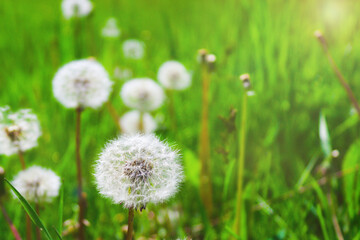Dandelions on the green grass on a sunny summer day. Floral background. The concept of spring/summer.  Selective focus, copy space. 