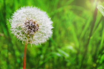 Dandelion on the green grass. Floral background. The concept of spring/summer.  Selective focus, copy space. 