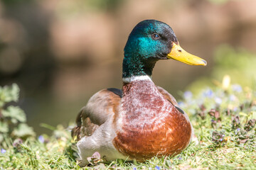 Crimson Clover or Italian Clover (in german Inkarnat-Klee, Blutklee, Rosenklee or Italienischer Klee) Trifolium incarnatum