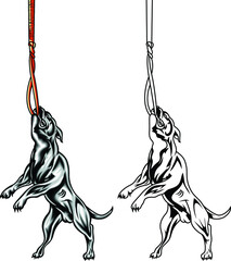 Training of staffordshire dogs in power sports on a rope. Weight dogs pulling isolated on a white background. - obrazy, fototapety, plakaty