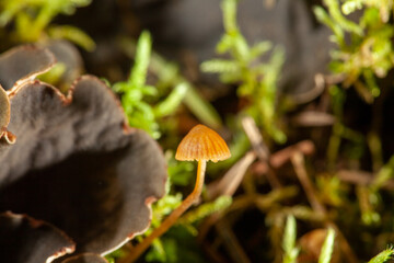 mushroom in the forest