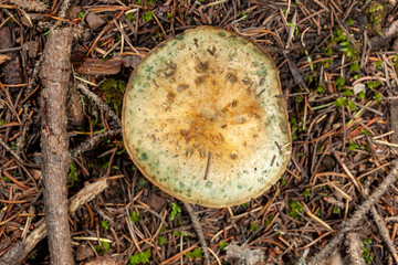 lactarius deliciosus mushroom in the forest