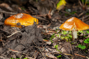 mushrooms in the forest