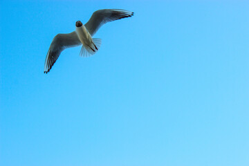 Seagull soars in the sky in clear weather