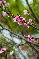 Dark and light pink blossoms in springtime