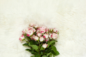 Bouquet of small roses on milk white fur carpet. Background with copy space for text, flat lay. Top view. March 8th, February 14th, birthday, Valentine's, Mother's, Women's day celebration concept