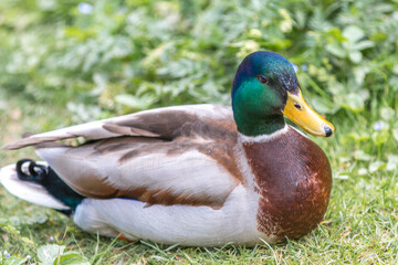 Male Mallard, wild duck (Stockente, Anas platyrhynchos)