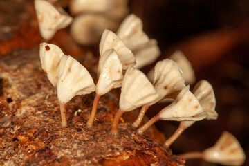 mushroom on the tree
