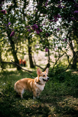 Summer Corgi on the grass in the park
