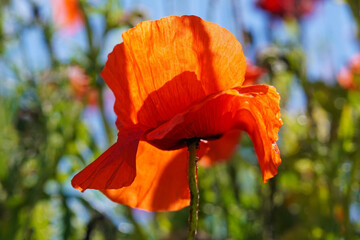 poppy flower in the field