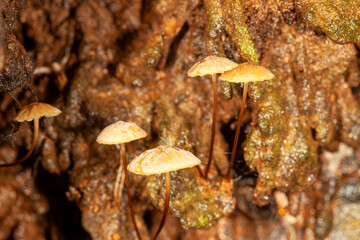 mushrooms on a tree trunk