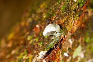 mushroom and moss on a tree