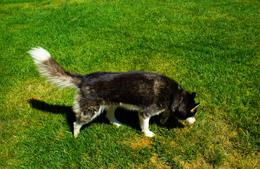 dog on grass