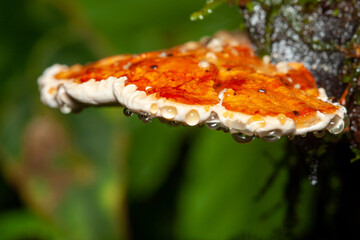 shelf mushroom sweating in the forest