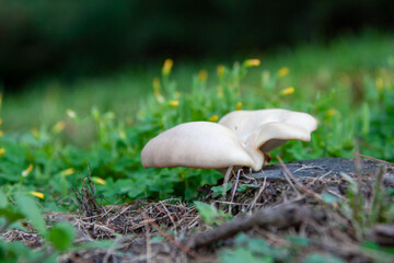 mushroom in the grass