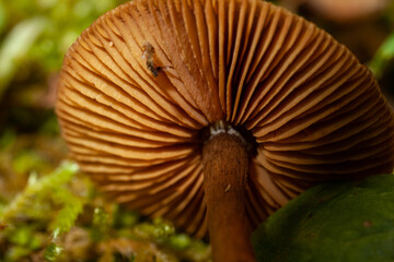 gill mushroom in the forest