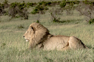 Wildlife