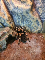 the spider in the terrarium (Brachypelma Smithi), tarantula spider, Mexican poisonous spider