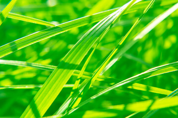 Natural abstract soft green sunny background with grass and light spots