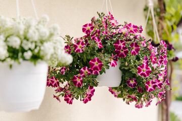 Many of blooming flowers near the wall of the house and around , a wall of light color, pots with pink and white flowers on the window.