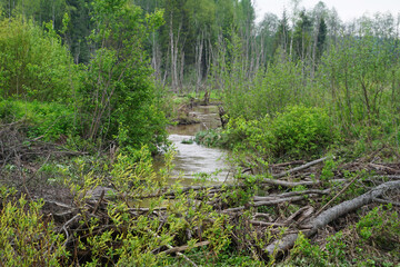 View of a misty swamp