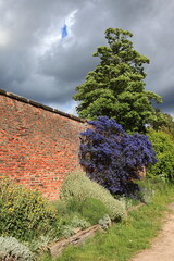 Flowering Caeonothus and green trees under a stormy dramatic sky in early summer