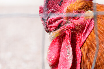 red rooster closeup portrait of a poultry farming bird on a farm